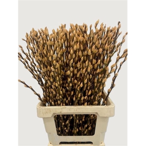Salix Wilgenkatjes Salmon 70cm P Stem