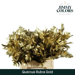 Quercus Rubra L60 Gold