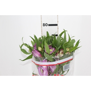 ALSTROEMERIA FLORENTINA 080 CM