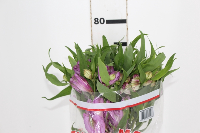 <h4>ALSTROEMERIA FLORENTINA 080 CM</h4>
