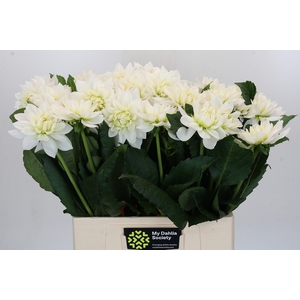 Dahlia White Margot