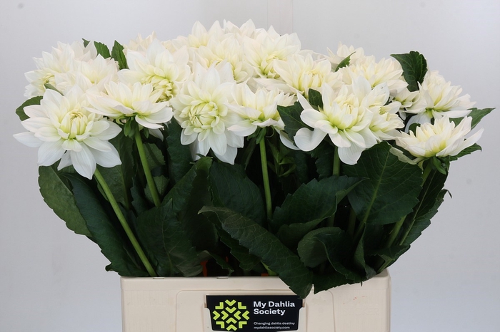 <h4>Dahlia White Margot</h4>