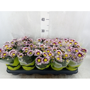 Chrysanthemum  'Splash Rocker'