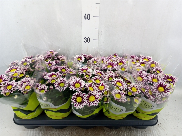 Chrysanthemum  'Splash Rocker'