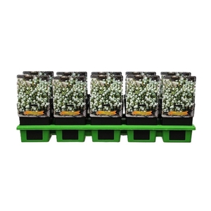 Campanula cochleariifolia