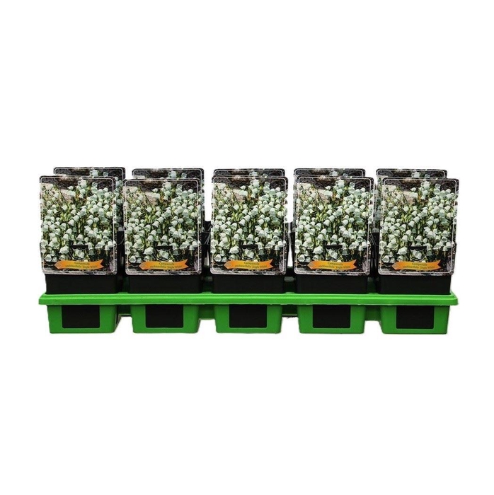 <h4>Campanula cochleariifolia</h4>