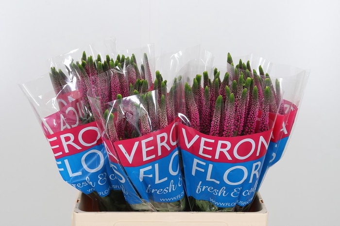 <h4>Veron Smart Artist</h4>