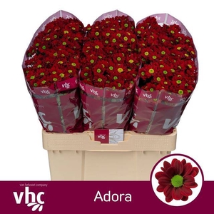 CHR S ADORA