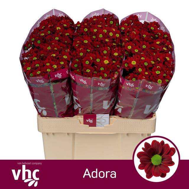 <h4>CHR S ADORA</h4>