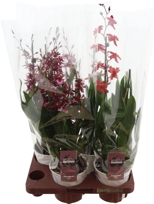 <h4>Burra Barrocco Red 3-4 Tak</h4>