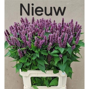 AGASTACHE OV