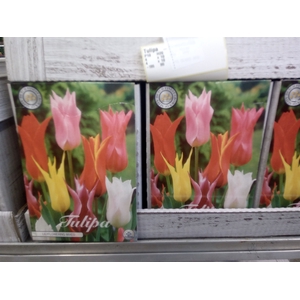 Tulipa   ...flowerbulbs