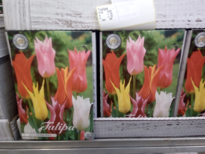 Tulipa   ...flowerbulbs