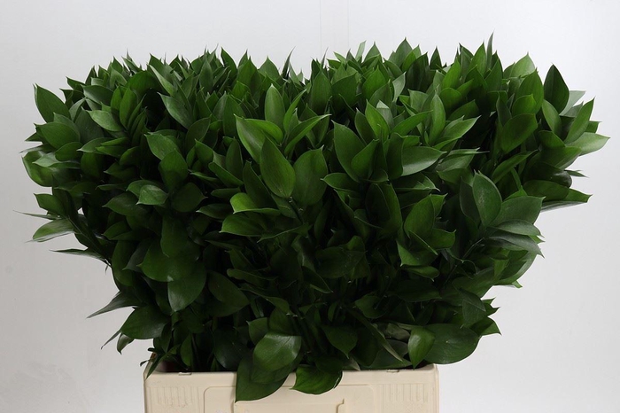 <h4>Ruscus aculeatus   ...groot blad</h4>