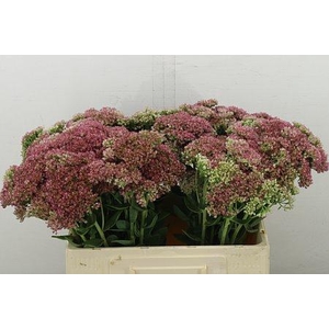 SEDUM SPECTABILE