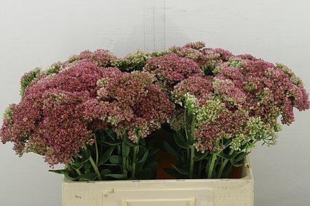 <h4>SEDUM SPECTABILE</h4>