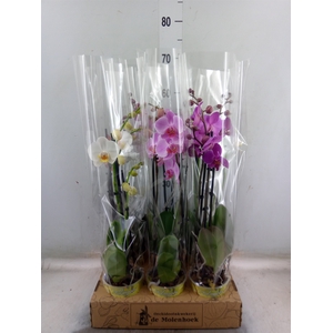 Phalaenopsis   ...mix  4