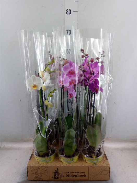 <h4>Phalaenopsis   ...mix  4</h4>