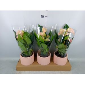 Anthurium andr. 'Joli Peach'
