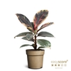 FICUS ELASTICA P11 BELIZE