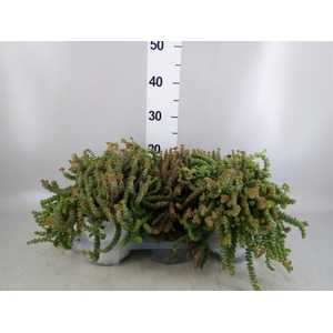 Crassula marnieriana