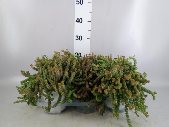 <h4>Crassula marnieriana</h4>