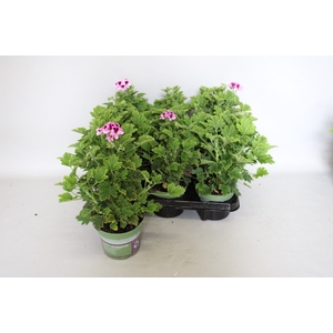 Pelargonium zonale Orange Fizz