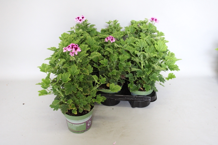 <h4>Pelargonium zonale Orange Fizz</h4>