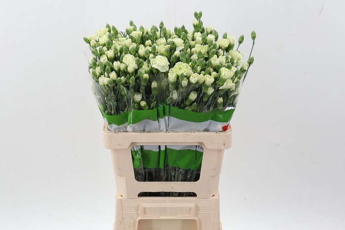 <h4>Di Tr Parsley X20</h4>