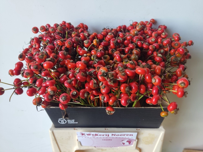 <h4>ROSA RED HOOIJDONK</h4>