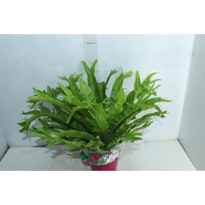 ASPLENIUM CRISSIE P19