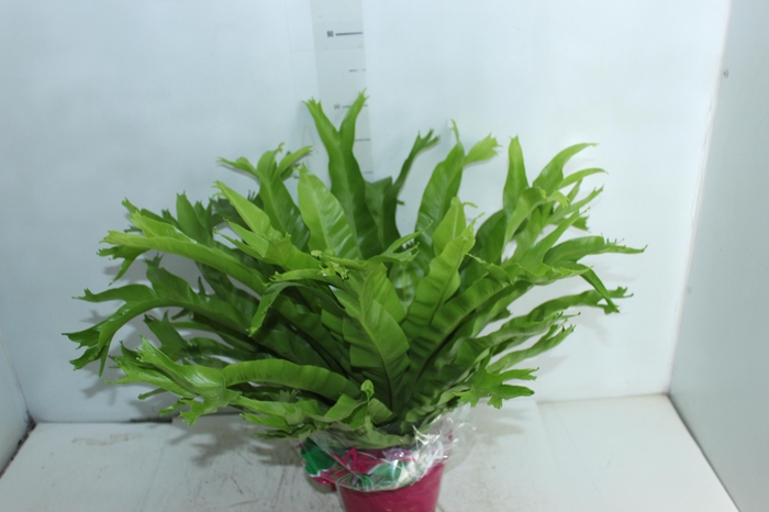 <h4>ASPLENIUM CRISSIE P19</h4>