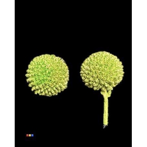 Craspedia Klb Metallic Olive