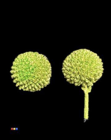 <h4>Craspedia Klb Metallic Olive</h4>