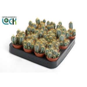CACTUS GEM 3 SRT