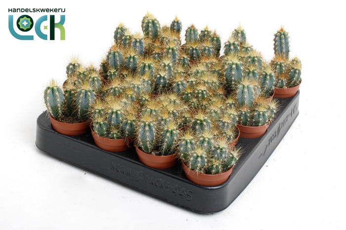 <h4>CACTUS GEM 3 SRT</h4>