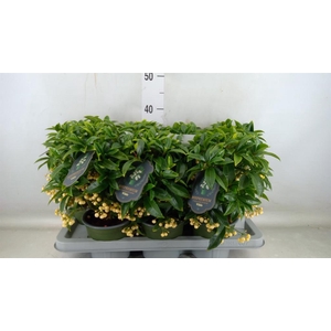 Ardisia crenata 'Bos Premium White'