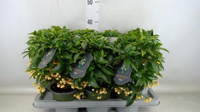 <h4>Ardisia crenata 'Bos Premium White'</h4>