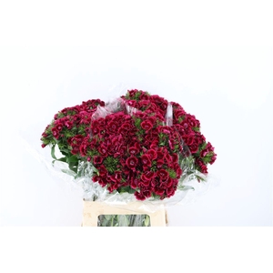 Di Barb Breanthus Jolly Purple Pink