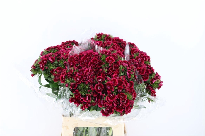 <h4>Di Barb Breanthus Jolly Purple Pink</h4>