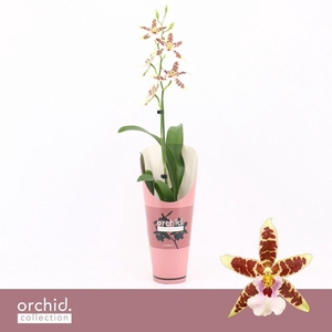 Cambria, White Renaissance 1-spike 'Orchid Collection' Potcover