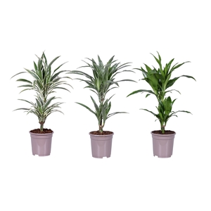 Dracaena frag. (Deremensis Grp) overig gemengd