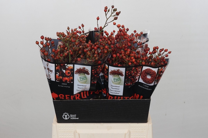 <h4>Rosehip Autumn Rosefruits</h4>