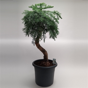 Araucaria Cunninghamii Bonsai in 40 cm sierpot