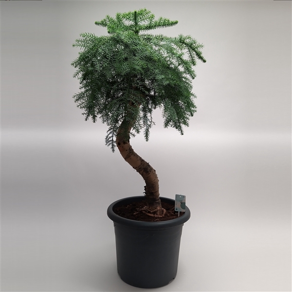 <h4>Araucaria Cunninghamii Bonsai in 40 cm sierpot</h4>