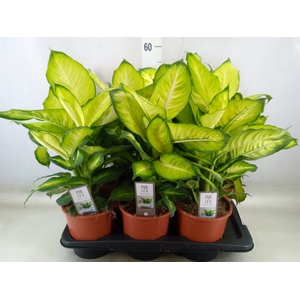 Dieffenbachia  'Summer Style'