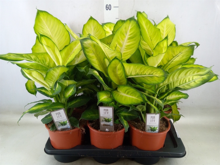 <h4>Dieffenbachia  'Summer Style'</h4>