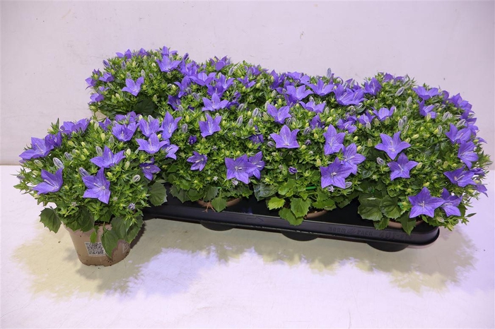 <h4>arr8 Camp Is Napoli</h4>