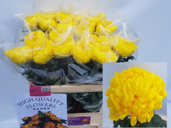 <h4>CHR G RIVALRY</h4>