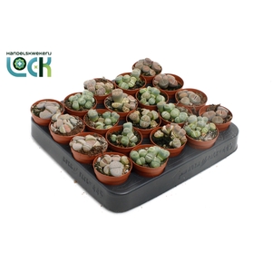 Lithops mix